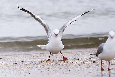 white bird spread wings in sheashore thumbnail