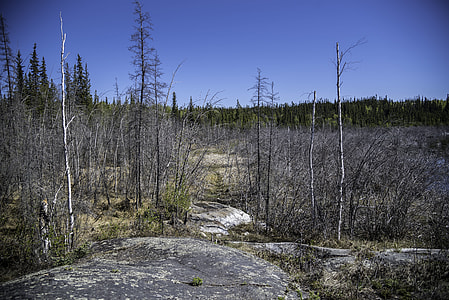 Trees, rocks, and landscape on the Ingraham Trail thumbnail