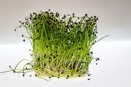 green leaf plant thumbnail