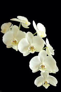 white moth orchid thumbnail