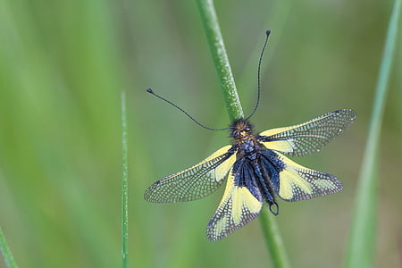 macro photography of yellow and black butterfly thumbnail