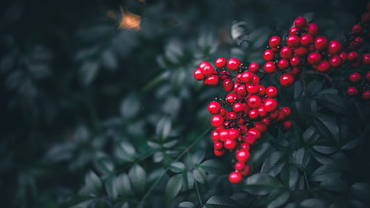 digital illustration of red fruits with green leaves thumbnail