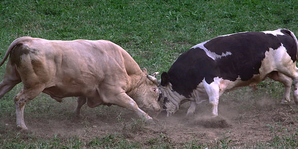 holstein Friesian cattle engaging fight to gray cattle thumbnail
