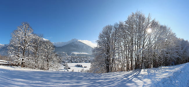 landscape photo of tall trees covered by snow thumbnail