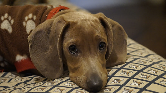 tan Dachshund close-up photo thumbnail