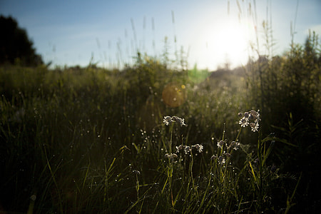 selective focus photography of white petaled flower plant during daytime thumbnail