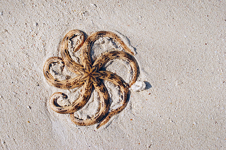 brown star fish on gray sandbank thumbnail