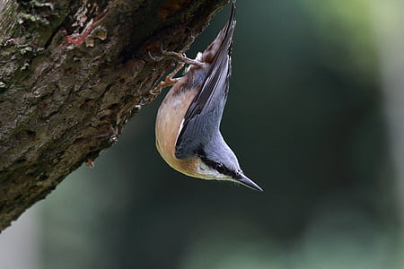 selective focus photography of white-breasted nuthatch thumbnail
