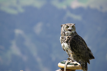 gray and brown owl on brown wood thumbnail