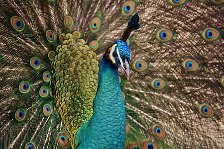 blue, green, and orange peacock thumbnail