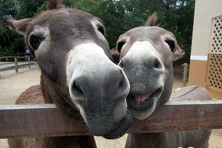 two gray donkeys thumbnail