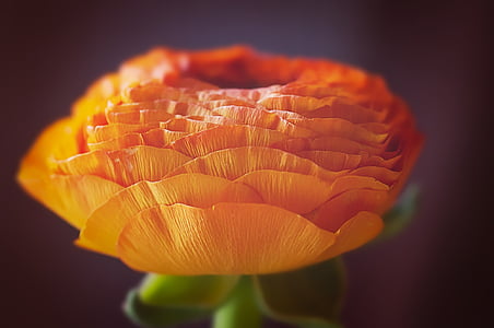 orange flower thumbnail