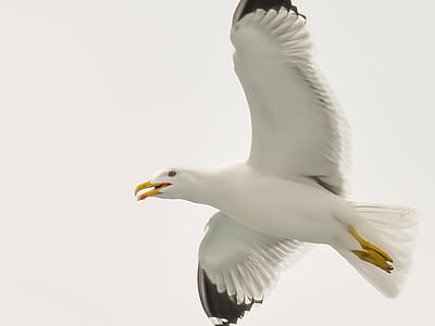 White and Black Seagull thumbnail