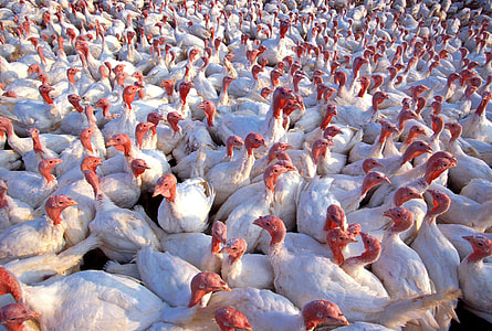 flock of white turkeys thumbnail