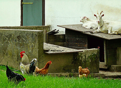 white rooster beside brown hen on grass thumbnail
