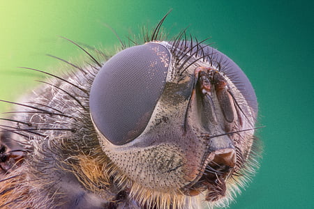 macro photography of house flies thumbnail