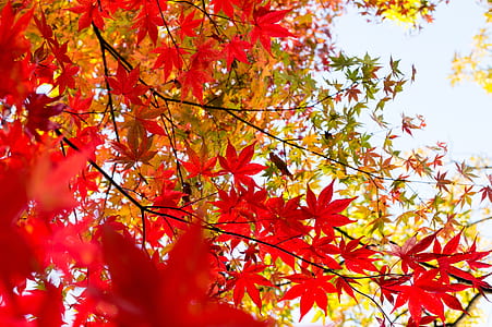 red maple leafed tree thumbnail