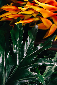 Close-ups of green plant leaves thumbnail