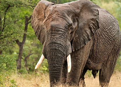 walking grey elephant beside trees during daytime thumbnail