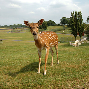 brown Spotted Deer standing on grass field during daytime thumbnail