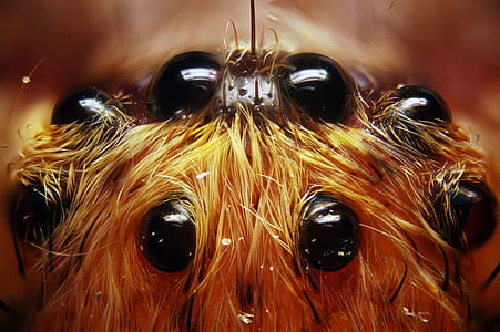 close up photo of spider thumbnail