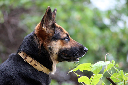 selective focus photography of German shepherd thumbnail