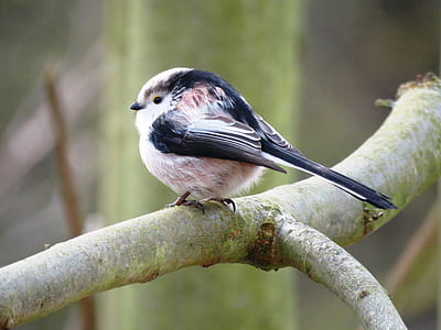 black and white bird thumbnail