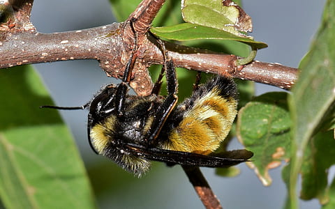 black and yellow bumblebee hanging on brown branch thumbnail