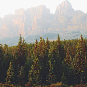 pine trees with brown rock formation in distant thumbnail