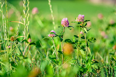shallow focus photography of purple flowers thumbnail