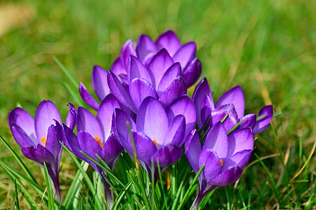 purple flowers on green grass thumbnail