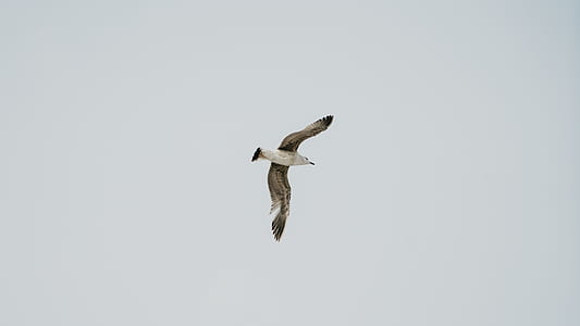 flying white and brown bird thumbnail