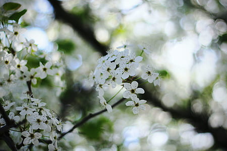 macro photography of tree with white flowers thumbnail