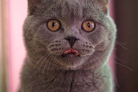 Persian cat sticking it's tongue out thumbnail