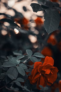 Photo of Red Rose thumbnail