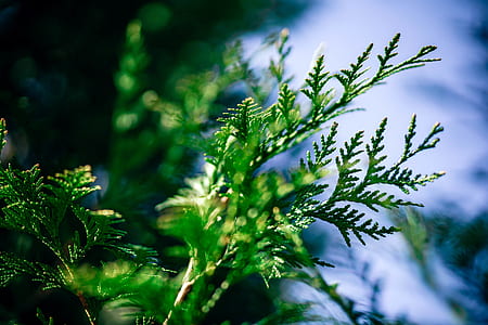 cold, wood, light, nature thumbnail