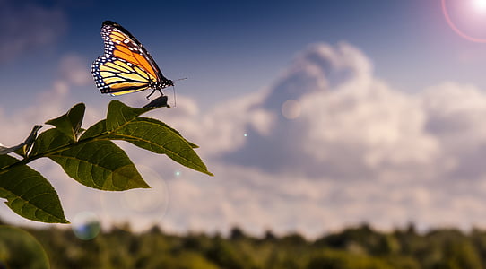 monarch butterfly on green leaf plant thumbnail