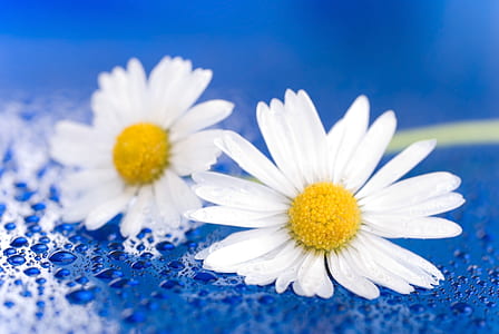 shallow focus photography of white flowers thumbnail