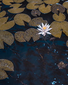 Photo White Water Lily Flower on Body of Water Surrounded by Leaves thumbnail