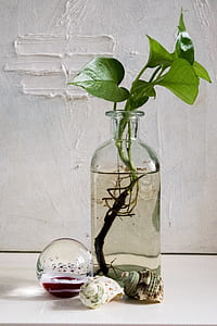 green leafed plants thumbnail