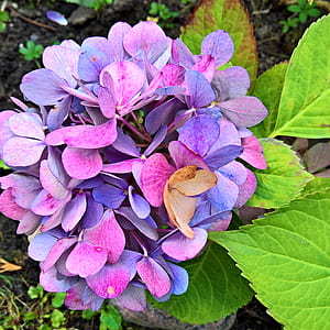 selective focus photography of purple Hydrangea flowers thumbnail