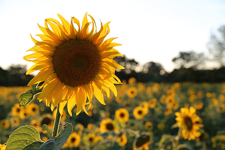 sunflower photo thumbnail