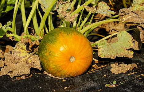 food, healthy, vegetables, agriculture thumbnail