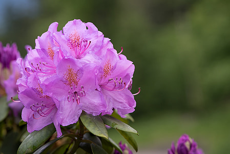 selective focus photo of purple petaled flowers thumbnail