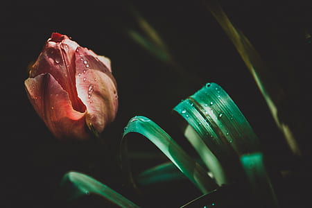 low light photography of red petaled flwoer thumbnail