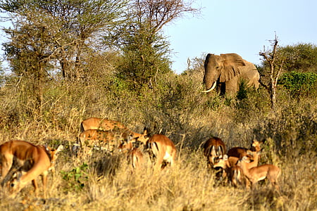 deers with elephant on field thumbnail