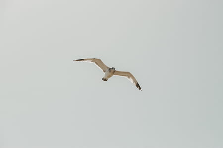 white bird flying on sky thumbnail
