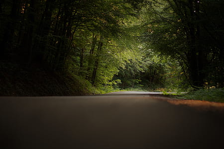 concrete road surrounded by trees and plants thumbnail