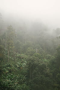 bird's-eye view of trees thumbnail