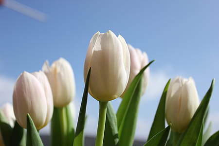 selective focus photo of white tulips in bloom at daytime thumbnail